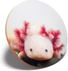 Sottobicchiere Drago Axolotl per Cucina - Regalo per Studenti e Bambini