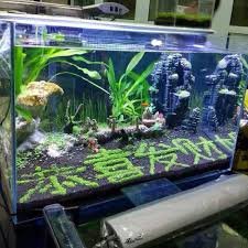 Borsa Haloppe: Semi di Piante Acquatiche per Giardini e Acquari