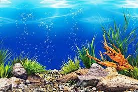 Poster HD per Acquario: Piante Acquatiche