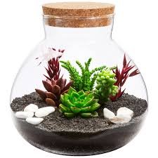 Terrario Rotondo in Vetro per Piante Succulente Happyyami