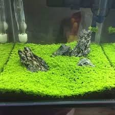 Haloppe: Semi di Piante Acquatiche per Giardini e Acquari