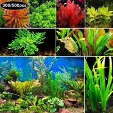 Haloppe: 300/500 Pz Semi di Piante Idrofile