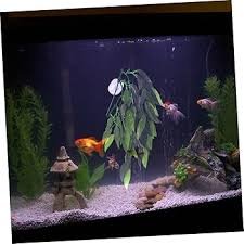 Set 2 Pz Acquario con Supporto per Piante di Rettili