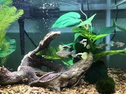 Decorazione Naturale in Legno per Acquario - Saim Driftwood