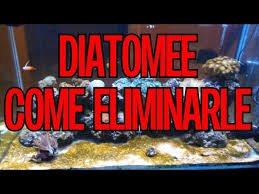 Diatomee: Cosa Sono e Come Eliminare le Alghe