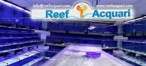 Acquari Reef: Un Mondo Sottomarino