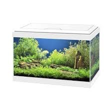 Acquario ASKOLL Aqua 20 Bianco con LED e Filtro - 17 Litri