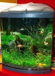 Biotop Cube 130 XXL: Acquario Ideale per i Tuoi Animali