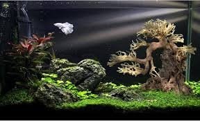 Decorazione in Legno Driftwood per Acquario Bonsai