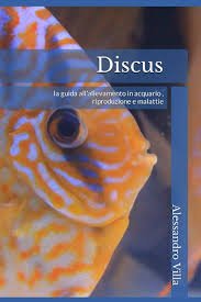 Discus: Guida Completa all'Allevamento e Riproduzione in Acquario