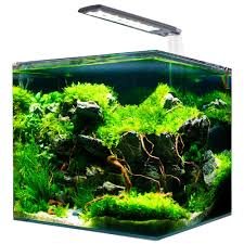 AMTRA NANOTANK 20: Acquario Vetro con Luce LED