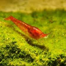 10 Gamberetti Rossi Hawaiani – Halocaridina Rubra