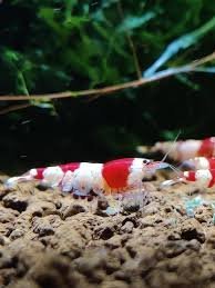 Gamberetti Nani Colorati per Acquario