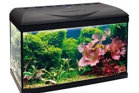 Acquario Completo Amtra Basic 60 LED - 55L con Illuminazione e Filtro