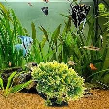 Pratvider Bonsai Acquario: Pino Artificiale per Decorazioni Subacquee