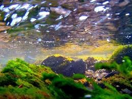 Alghe Filamentose in Acquario: Soluzione Efficace!