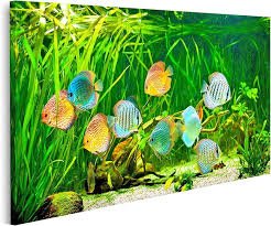 Stampa su Tela: Symphysodon Discus in Acquario