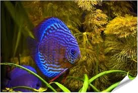 Poster Turchese Pesce Disco per Acquario - Islandburner Prime