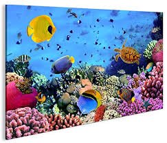 Quadro Moderno Acquario con Pesci Chirurgo