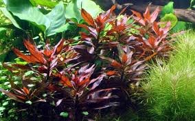 Ludwigia Glandulosa: Pianta Acquatica per Acquari