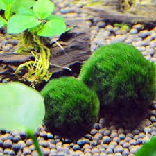 Palla Artificiale Verde Alghe per Acquario