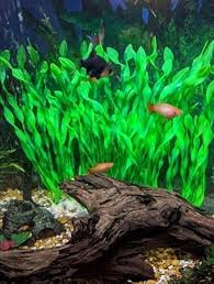 BEGONDIS: Decorazioni Verdi per Acquario - 14 Piante Acquatiche