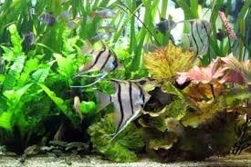 Allevamento del Pterophyllum Scalare: Guida Pratica - Parte 1