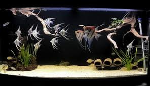 Acquario Pterophyllum: Mostra la Tua Creazione!