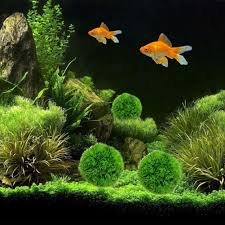 Palle di Muschio Marimo: Decorazioni Naturali