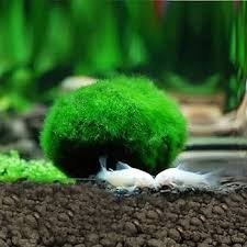 5 Marimo Ball per Acquario - Ornamenti Terrario