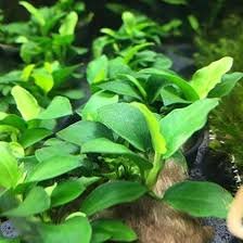 Mix di 3 Anubias per Acquario - Varietà Diversificate